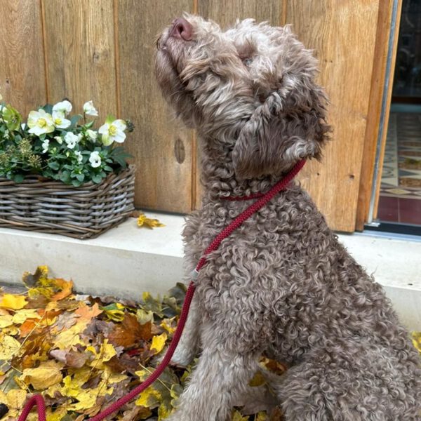 Zuwachs auf dem Hof: Unser neuer Trüffelspürhund