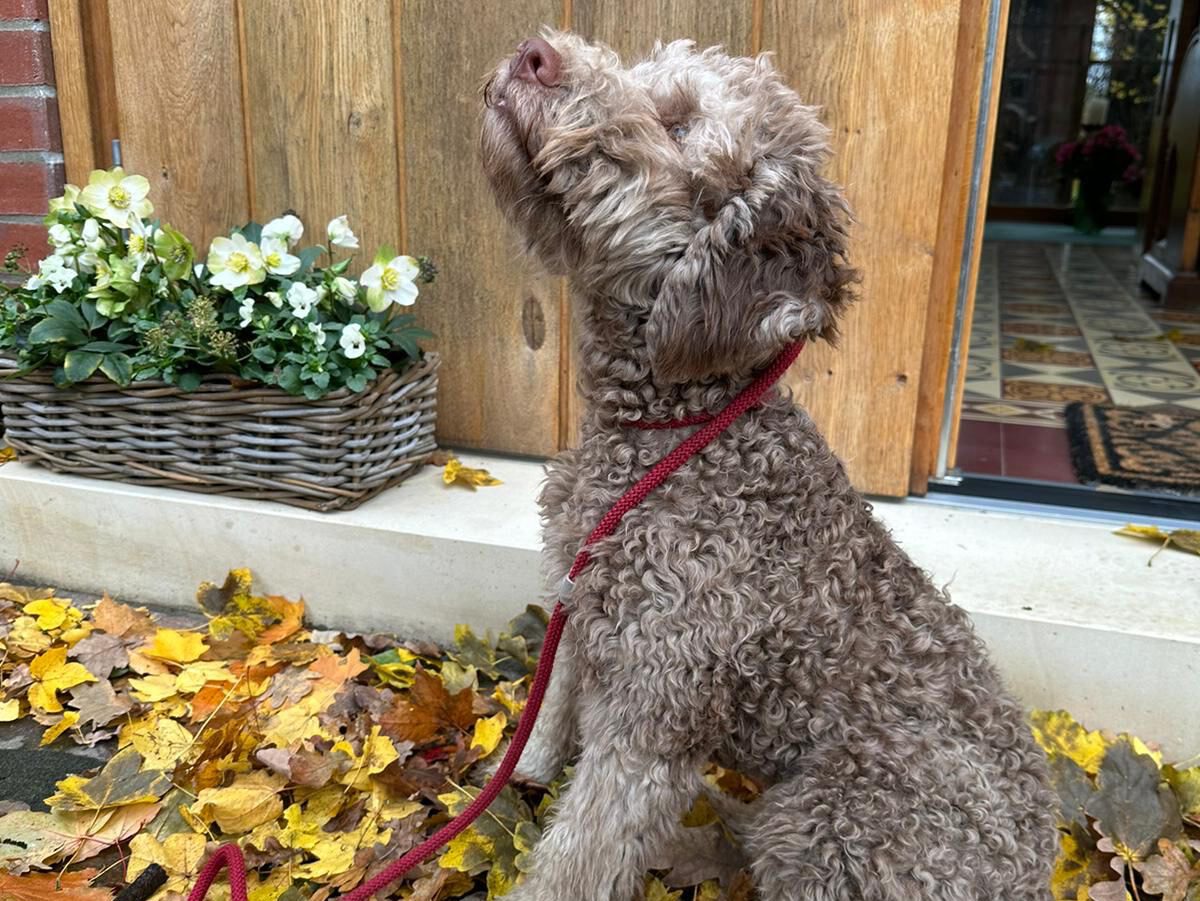 Mehr über den Artikel erfahren Zuwachs auf dem Hof: Unser neuer Trüffelspürhund