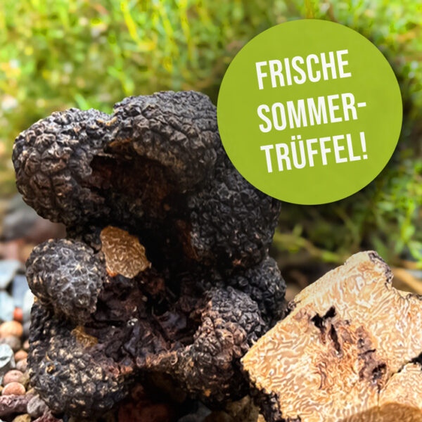 Frische Sommertrüffel!